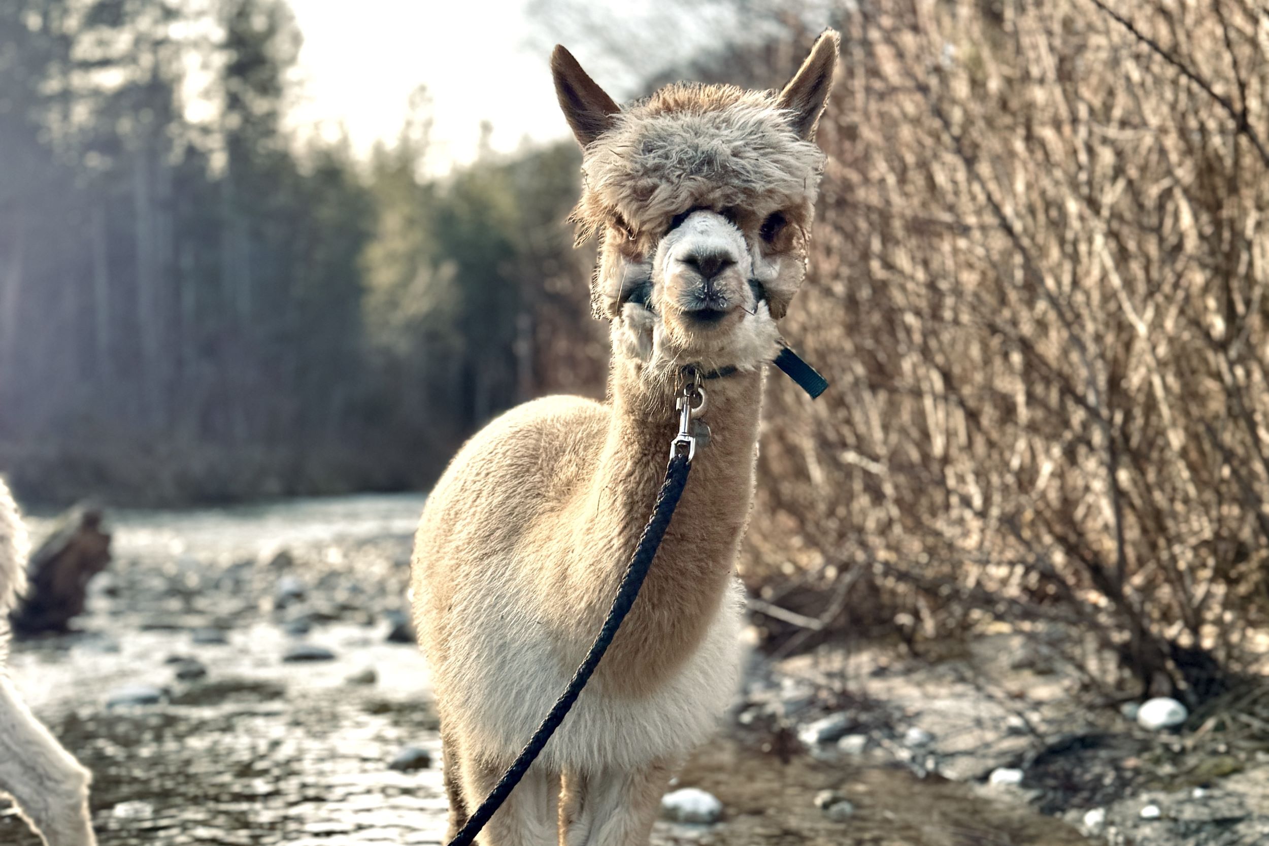 Alpaca tour