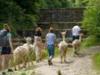 Kinder-Wanderung mit Alpakas und Lamas