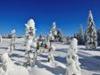 Schneeschuh-Tageswanderung "In der Stille des Winters" oder "Gipfelglück" mit Einkehr