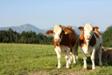 Zuchtviehmarkt des Rinderzuchtverbands Traunstein