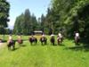 Kostenlos geführtes Ponyreiten am Berghotel Birkenhof - Ein Erlebnis mit unserem OUTDOOR-TEAM